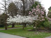 Botanical Gardens, Christchurch 