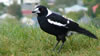 Another inhabitant of the Auckland overlook 