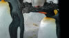 Penguins at Kelly Tarelton's 