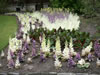 Botanical Gardens, Christchurch &ndash; Borders 