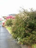 Travelling to Picton 
