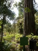 Rainbow springs