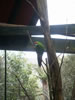 Rainbow springs &ndash; North Island parrot (Kaka) 